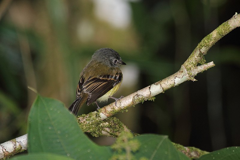 File:Tawny-chested Flycatcher (Aphanotriccus capitalis) (5781443732).jpg