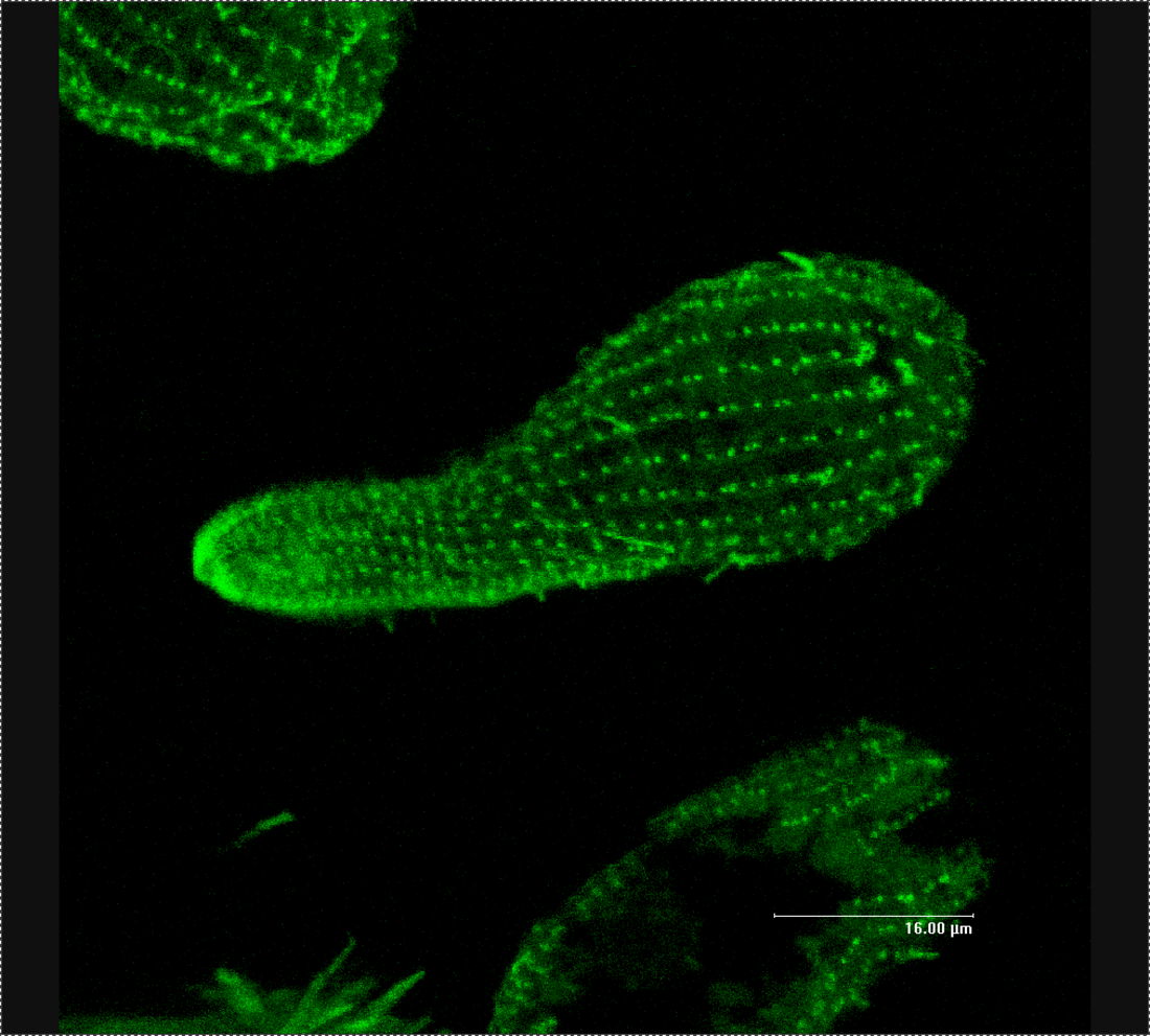 Tetrahymena