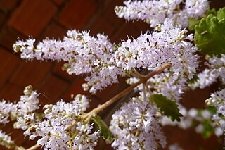 <i>Tetradenia riparia</i> Species of flowering plant in the mint and sage family Lamiaceae