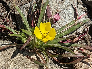 <i>Tetrapteron graciliflorum</i> Species of flowering plant