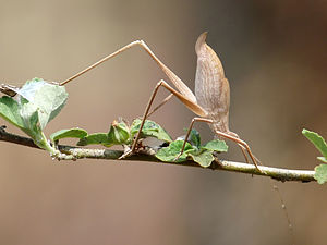 Tettigoniidae