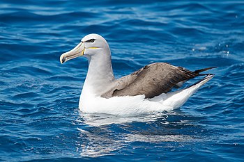 Salvin's albatross