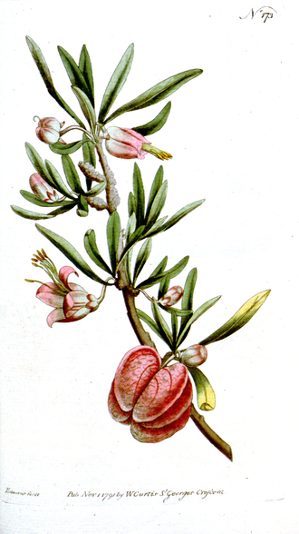 Nymania capensis sprig, showing flowers, fascicled leaves and an unripe fruit capsule, still red The Botanical Magazine, Plate 173 (Volume 5, 1792).png