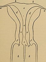 Miniatura para Septo uterino