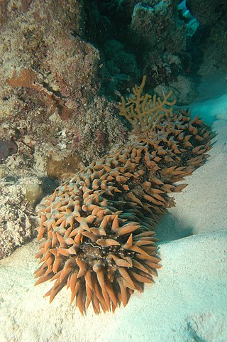 <span class="mw-page-title-main">Stichopodidae</span> Family of sea cucumbers