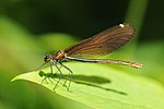 Thumbnail for File:Thomas Bresson - Calopteryx virgo-1 (by).jpg