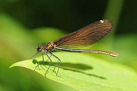 Calopteryx virgo (Beautiful Demoiselle) female