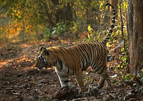 Tiger spraying a tree to mark territory