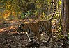 Tiger Tadoba NP.jpg