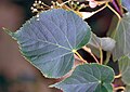 Tilia americana NRCS-2. jpg