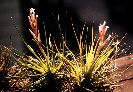 Tillandsia tenuifolia -pl 1.jpg