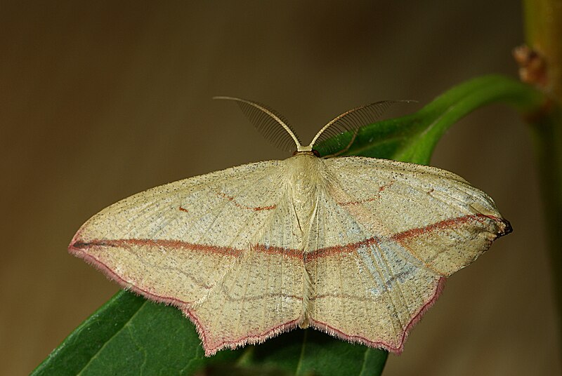 File:Timandra griseata 03.jpg