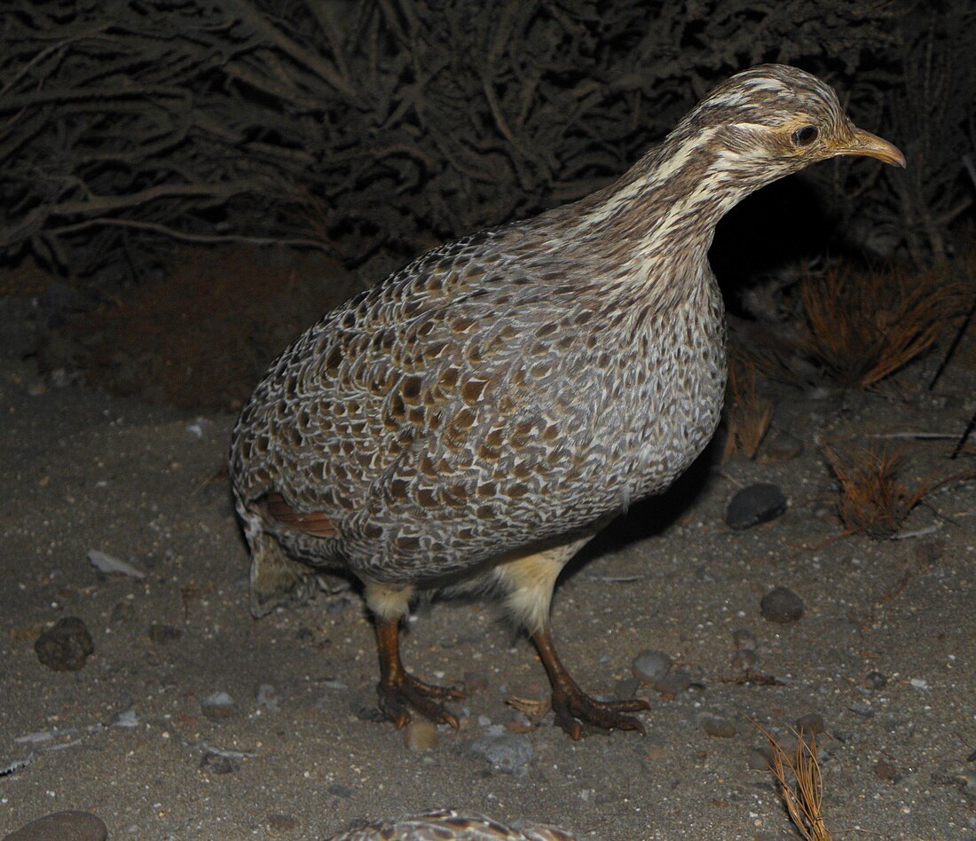 Tinamou de Patagonie