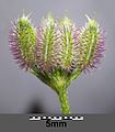 Umbellet with fruits