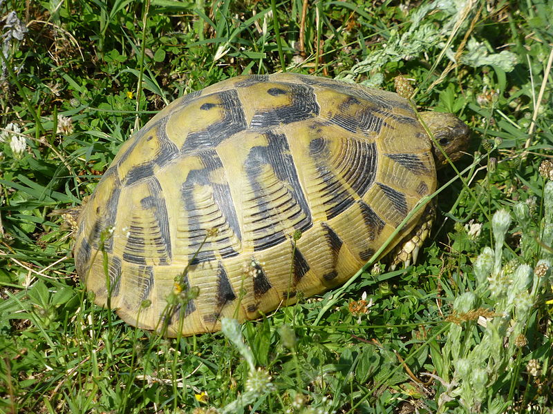 File:Tortoises in Krushevska Reka valley - P1100167.JPG