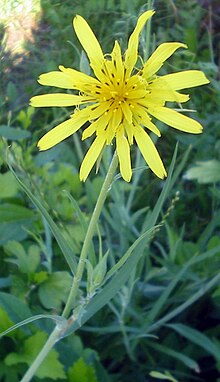 Tragopogon pratensis subsp. pratensis bgiu.jpg