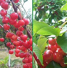 Tart (left) and sweet (right) cherries grown in Acme Township, just east of Traverse City. TraverseCity-MI-cherries.jpg