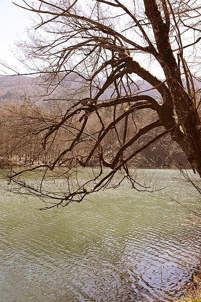 File:Tree of Yedigöller National Park.jpg