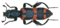 Trichodes holtzi