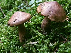 Tricholoma batschii G5 (3).JPG