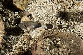 <i>Triglops murrayi</i> Species of fish