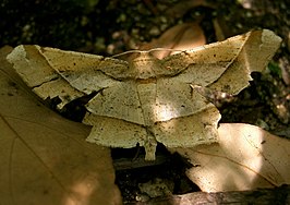 Trigonoptila latimarginaria