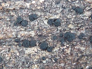 <i>Trimmatothelopsis</i> Genus of lichens