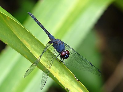 Trithemis festiva (ആൺതുമ്പി)