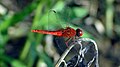 * Nomination Trithemis kirbyi --Aathavan jaffna 10:52, 1 April 2014 (UTC)  Comment Looks very noisy and over-sharpened --Uoaei1 09:08, 2 April 2014 (UTC) * Decline  Done, now?--Aathavan jaffna 13:25, 2 April 2014 (UTC) As I already said: Downsizing is not the solution. Also the background is still noisy and full of artefacts. --Cccefalon 06:40, 4 April 2014 (UTC)