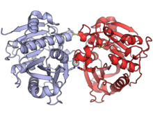 Triticum aestivum chlorophyllase 8FJD.png