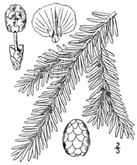 A line drawing of the leaves and cones from Britton and Brown's 1913 Illustrated flora of the northern states and Canada Tsuga canadensis drawing.png