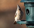 * Nomination Tufted titmouse at a feeder in Green-Wood Cemetery --Rhododendrites 17:46, 25 November 2020 (UTC) * Promotion ΙΜΗΟ it needs a better crop to the left. --C messier 20:21, 3 December 2020 (UTC)  Support Good quality. C messier, feel free to oppose if you like. -- Ikan Kekek 03:40, 9 December 2020 (UTC)