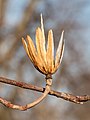 * Nomination Tulip tree remnant in Green-Wood Cemetery --Rhododendrites 02:14, 24 March 2021 (UTC) * Promotion  Support Good quality IMO. --Satdeep Gill 02:39, 24 March 2021 (UTC)