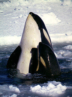 Косатка (лат. Orcinus orca) — единственный хищник, который может представлять опасность для кашалота (снимок сделан в море Росса в Антарктике)