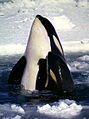 Type C Orcas.jpg