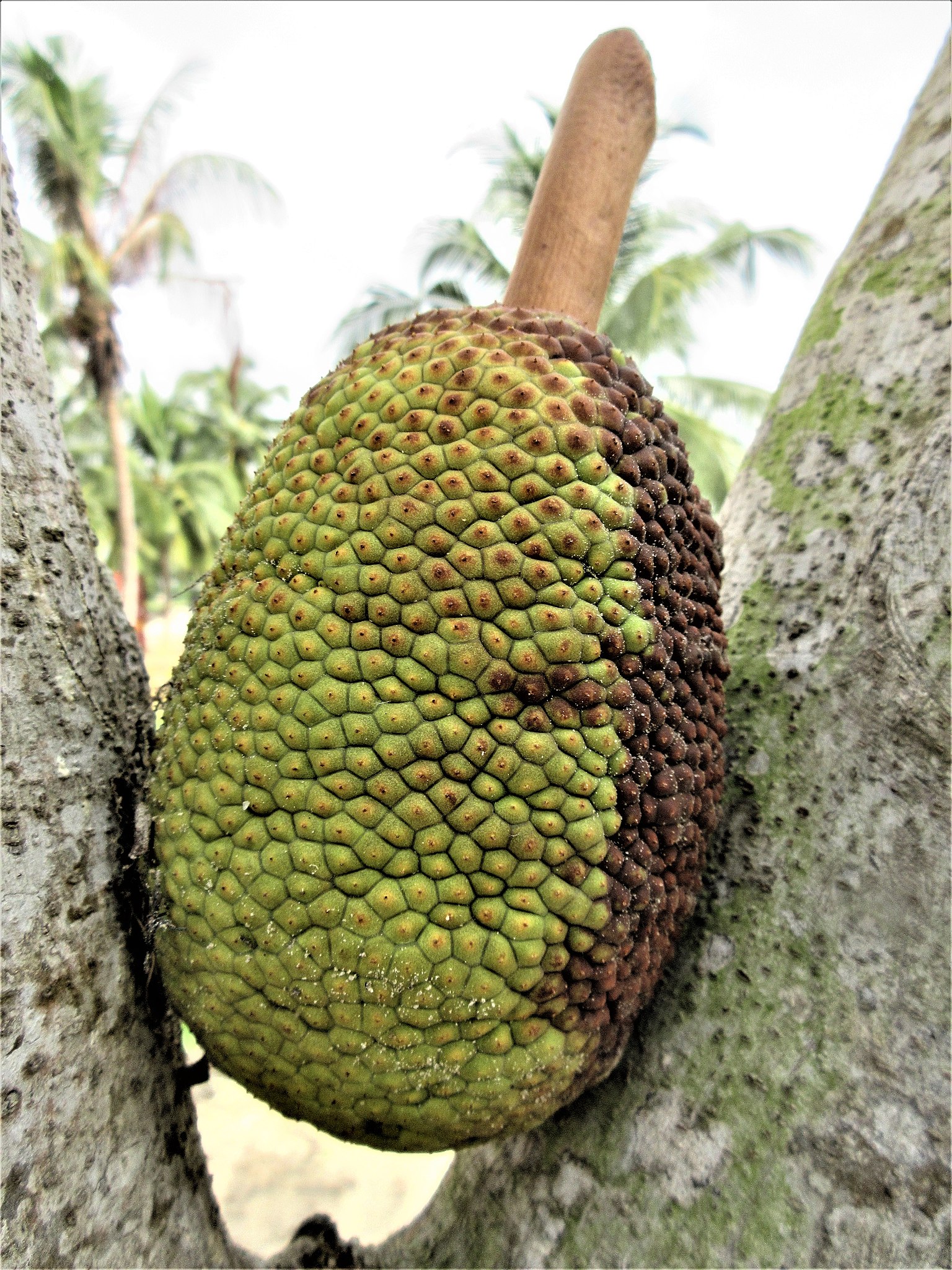 L' arbre à pain  Breadfruit, Fruit, Photo tree