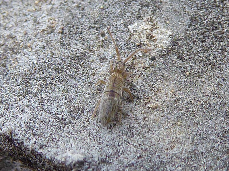 File:Unidentified Collembola Vallelaghi.jpg