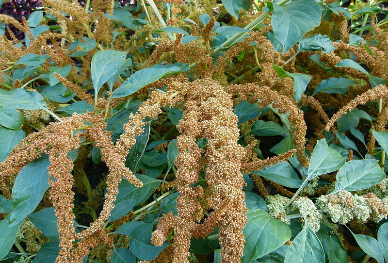 File:Unidentified plant serres du Jardin du Luxembourg 2.JPG