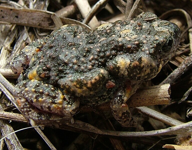 File:Uperoleia rugosa.JPG