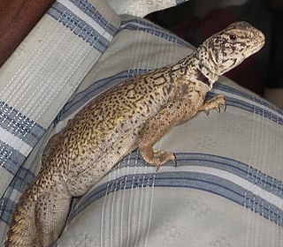 <i>Uromastyx benti</i> Species of lizard