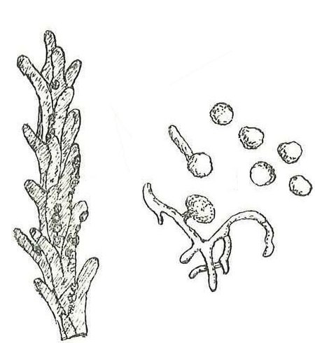 Ustilago tritici.jpg