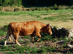 Gallega kráva