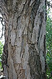 Casca de uma árvore perto de Potgietersrust em Limpopo, África do Sul