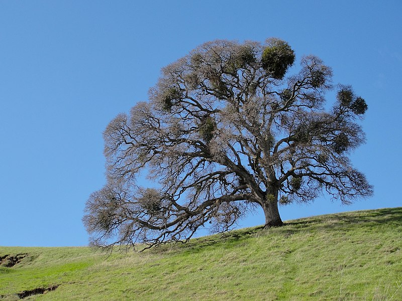 Quercus lobata - Wikipedia