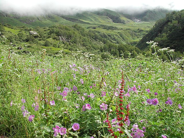 File:Valley_of_flowers_monsoon_season.jpeg