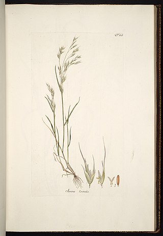 <i>Ventenata</i> Genus of grasses