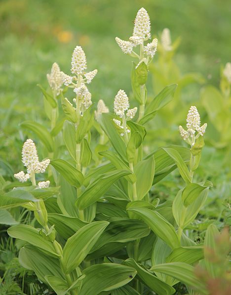 File:Veratrum stamineum (bud and flower).JPG