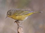 Thumbnail for Nashville warbler