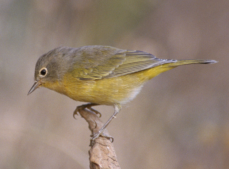 File:Vermivora ruficapilla Winema National Forest (cropped).jpg