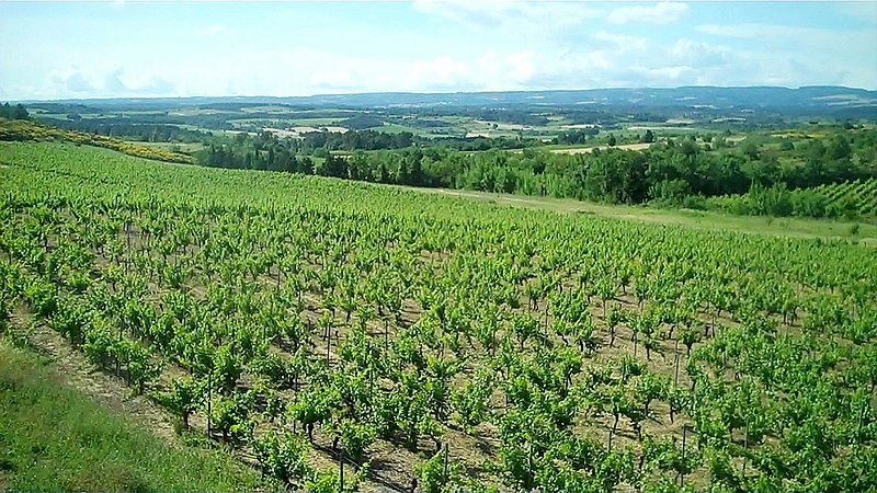 File:Vignoble VDP de Carcassonne et Montagne Noire.jpg